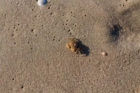 Small crab on the sandy seashore Stock Photos