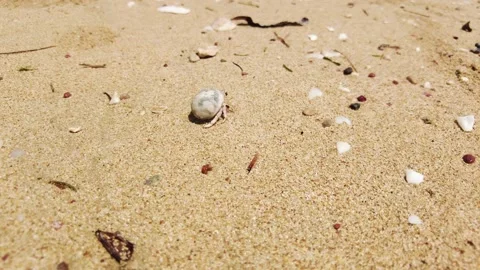 Small crab with seashell on the beach Stock Footage 169186720