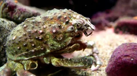 A Small Crab is Seen Feeding on Free-floating Food Particles Stock Footage 10948831