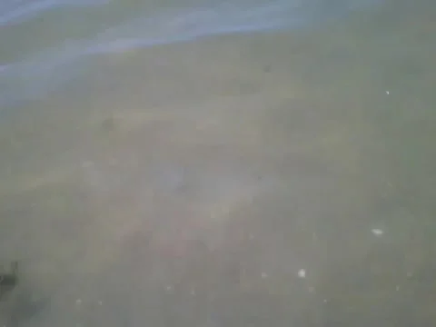A small crab is seen in the shallow part of the beach, it stayed Stock Footage 162147292
