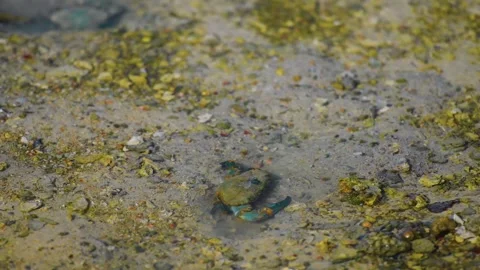 Small Crab in Shallow Sandy Water at Bar Al Hickman, Oman Stock Footage 324768436