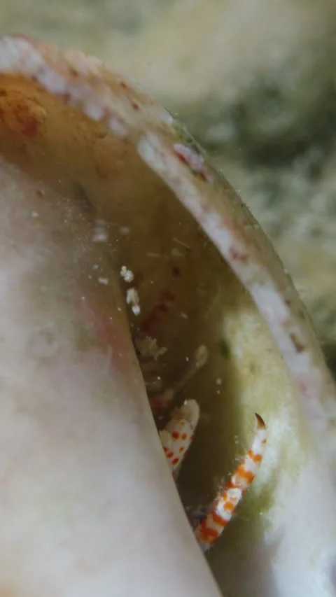 A small crab in a shell, rips the food with its claws and spits it out. super ma Video stock 251626879