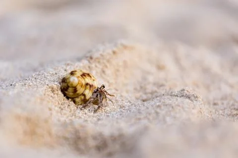 Small crab in the shell on the sand Stock Photos