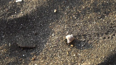 Small Crab In Shell Walking On Beach [Slow Motion] Stock Footage 88873780