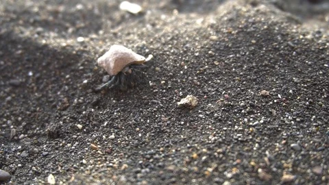 Small Crab In Shell Walking On Beach 2 [Slow Motion] Stock Footage 88873783