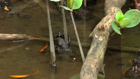 Small Crab Sheltering Between Tree Roots in Shallow Water Stock Footage 343070061