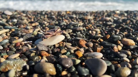 Small crab sits on stone on seashore. Pebble beach of Batumi Stock Footage 250636009