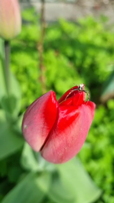Small crab spider sitting on top of a bright red tulip bud in the garden Stock Footage 345744770