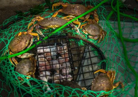 Small Crab Trap Stock Photos