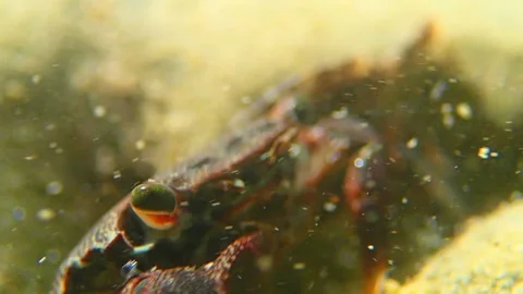 Small crab in underwater stream Stock Footage 111767895