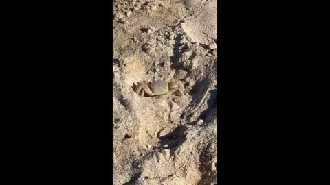 Small crab walking across sandy beach Stock-Footage 339105304
