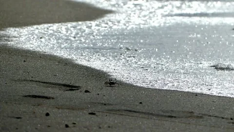 A small crab walking around the beach by the water line Video stock 155304018