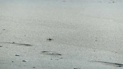 A small crab walking around the beach by the water line Stock Footage 155304058