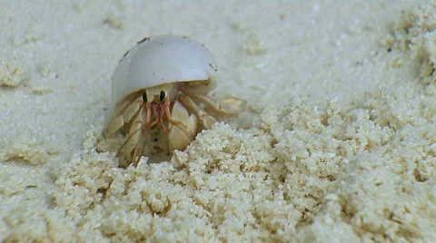 A small crab walking on the beach Stock Footage 53242779