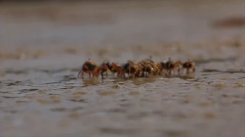 Small crab walking Stock Footage 108915849
