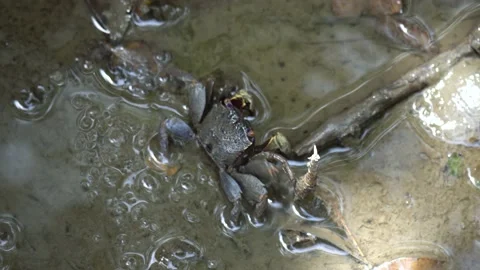 A small crab walking in the mud in tropical Asia 库存影片 230163126