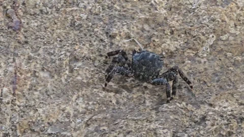 Small crab walking sideways on a rock Vidéo 330462049