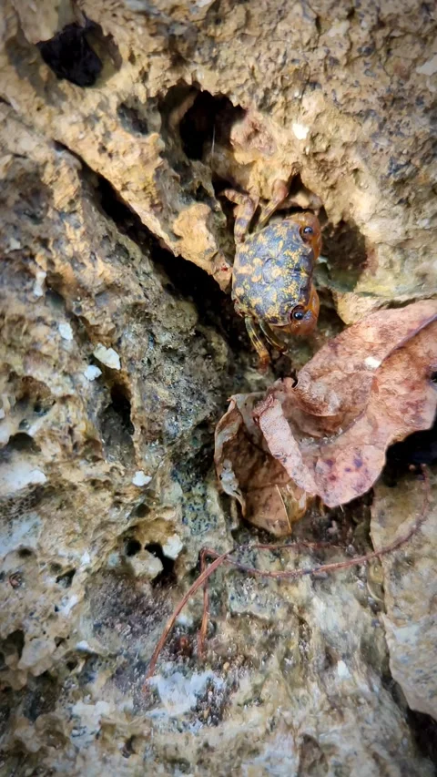 Small crab walking slowly out of frame among dry leaves. Stock Footage 316200749