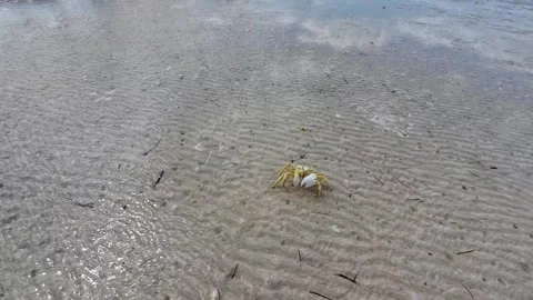 Small crab on wet rippled beach sand. Socotra, Yemen. Stock Footage 340402524