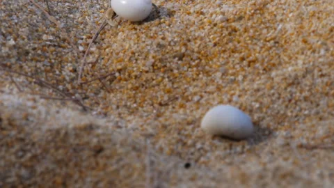 Small crab in a white shell Stock Footage 242468189