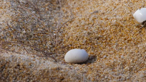 Small crab in a white shell Stock Footage 269782790