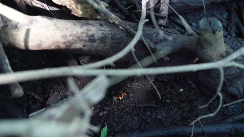 Small Crabe in Slowmotion Stock Footage 103191575