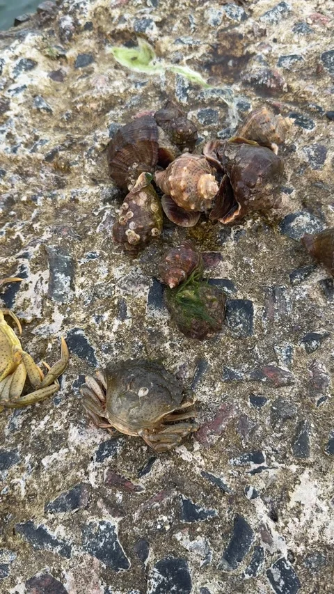 Small crabs and seashells on concrete surface Stock Footage 339730468