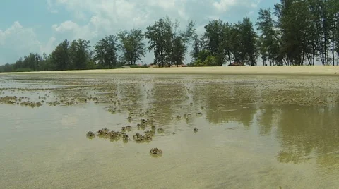 Small crabs on the beach. Stock Footage 44325507