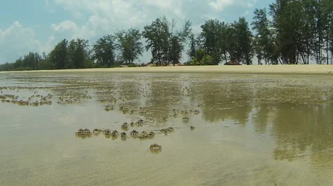 Small crabs on the beach. Stock Footage 44344800
