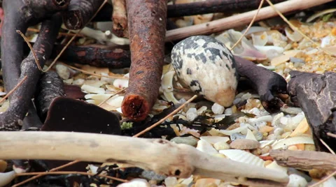 Small crabs on the beach Stock Footage 47704744
