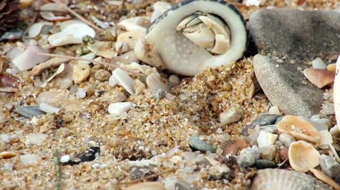 Small crabs on the beach Video stock 47704951