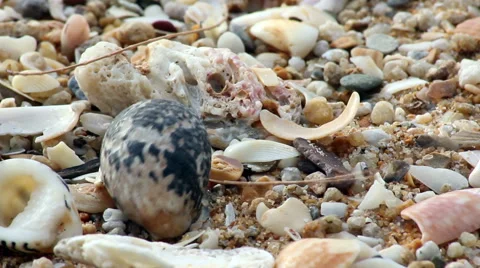 Small crabs on the beach Stock Footage 47705498
