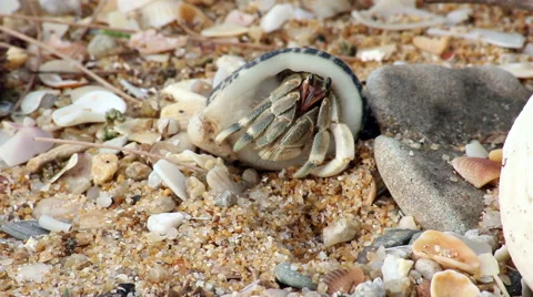 Small crabs on the beach Stock Footage 47705823