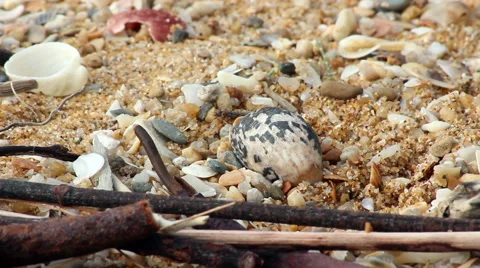 Small crabs on the beach Stock Footage 47706660