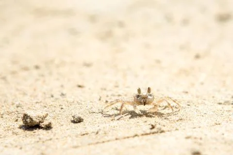 Small crabs on the beach Stock Photos
