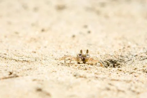 Small crabs on the beach Stock Photos