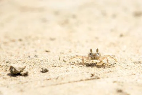 Small crabs on the beach Stock Photos