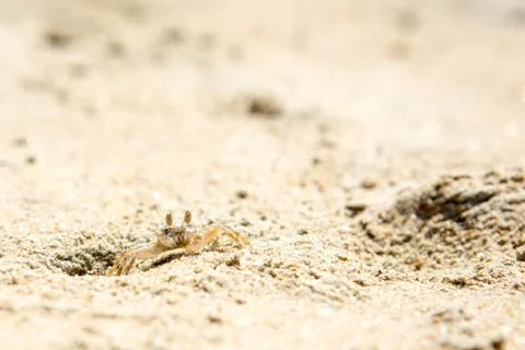 Small crabs on the beach Stock Photos