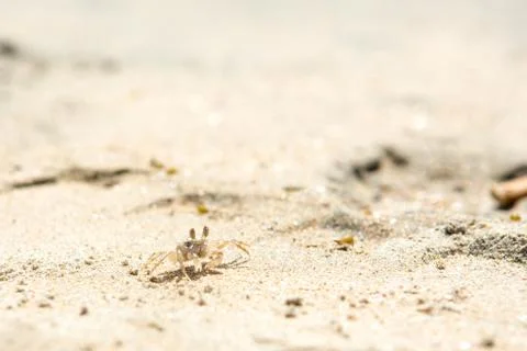 Small crabs on the beach Stock Photos