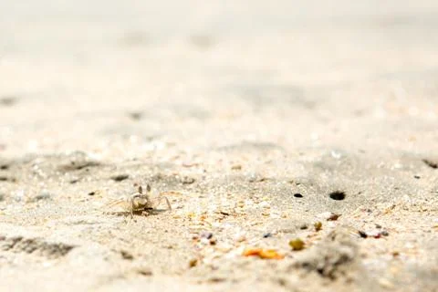 Small crabs on the beach Stock Photos