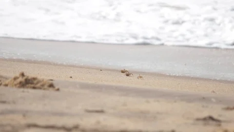 Small Crabs crawl on a beach at a Resort Stock Footage 111268078