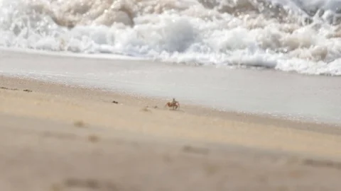 Small Crabs crawl on a beach at a Resort 2 Stock Footage 111303340