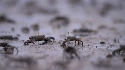Small crabs dig in mud for food, then quickly hide down, frighten away Stock Footage 153060451
