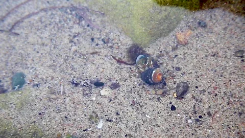 Small Crabs Fighting Stock Footage 138894566