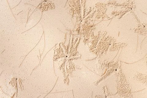 Small crabs make burrows in the sand Stock Photos