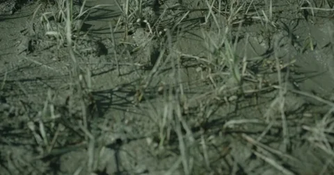 Small Crabs in a Marsh 4K Vídeos de archivo 83863051