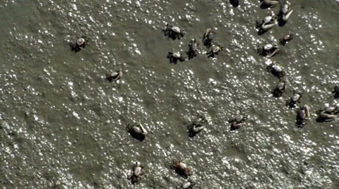 Small Crabs in the mud Stock Footage 33318826