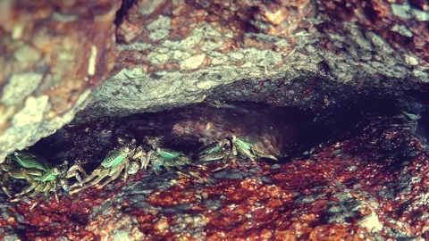 Small crabs in a natural habitat. Stock Footage 76014937