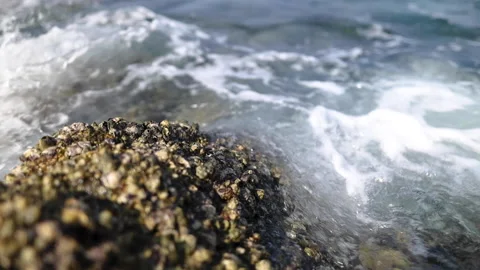 Small crabs run away Stock Footage 143307942