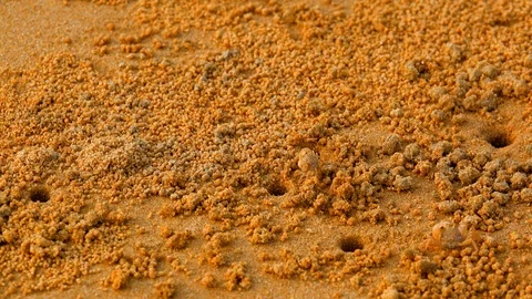 Small crabs on sand beach on sunset  Stock Footage 116400059